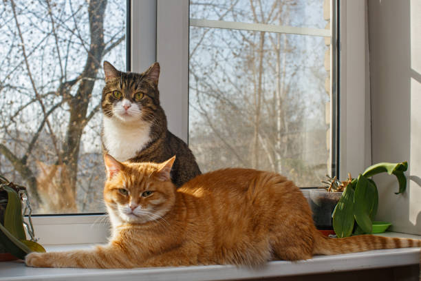 Red and gray cat sit together on the windowsill Red and gray cat sit together on the windowsill in spring two animals stock pictures, royalty-free photos & images