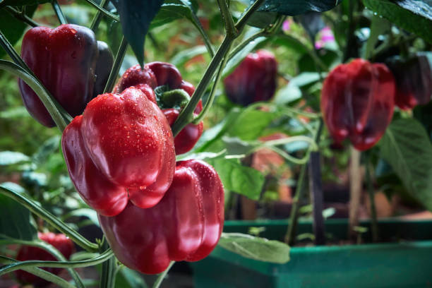 Red and green bell peppers growing in a greenhouse at home stock photo