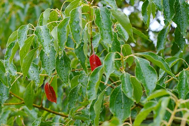 Red and Green red and green leaves after rain stetner stock pictures, royalty-free photos & images