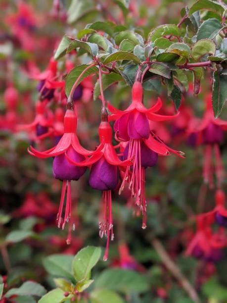 Red and purple fuchsias flower portrait Red and purple fuchsias flower portrait fuchsia flower stock pictures, royalty-free photos & images
