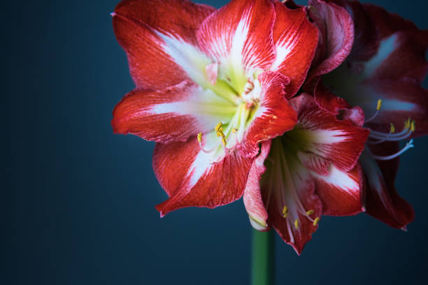 vie morte rouge et blanche d'amaryllis de fleurs avec le fond foncé - amaryllis photos et images de collection