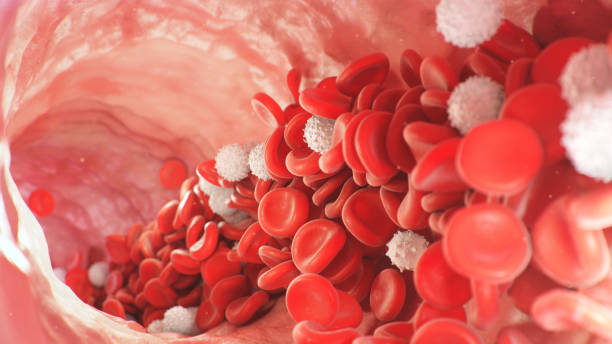 Red and white blood cells move inside the artery. Red blood cells carry nutrients for the whole body, for example, oxygen. Medical science illustration stock photo
