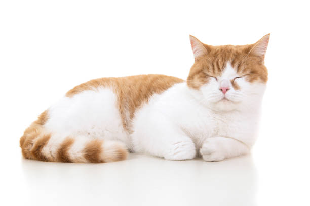 Red and white british shorthair cat seen from the side lying down sleeping with eyes closed on a white background stock photo