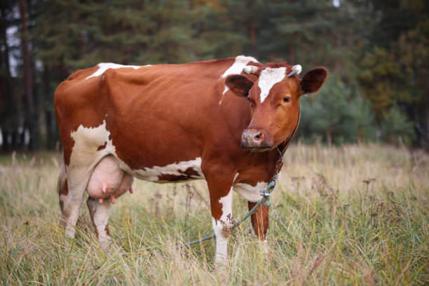 Red and white cow grazing on a background of greenery stock photo