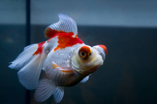 Red and white goldfish stock photo