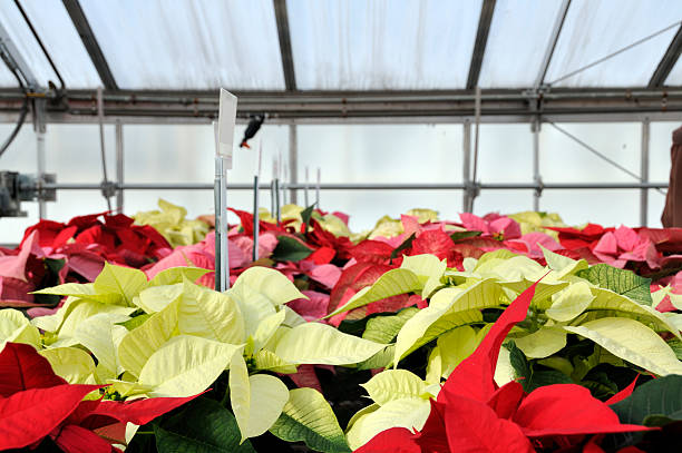 Red and White Greenhouse Poinsettias  mike cherim stock pictures, royalty-free photos & images