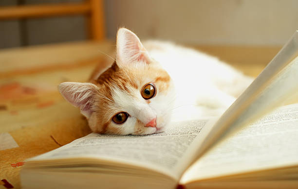 vermelho e branco filhote de gato - book cat imagens e fotografias de stock