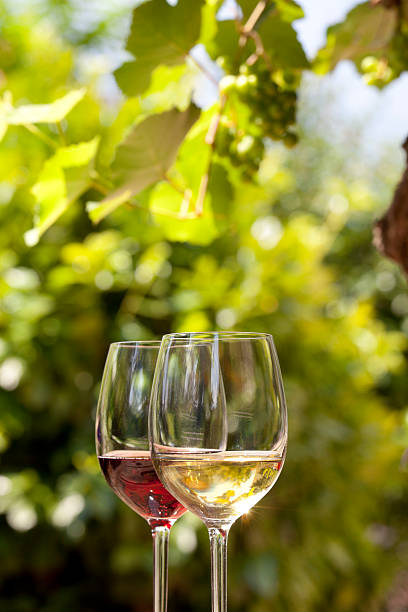 Red and white wine stock photo