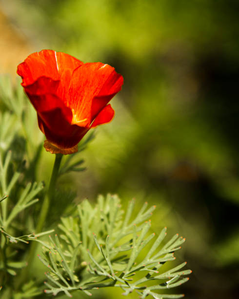 Red and yellow poppy flower stock photo