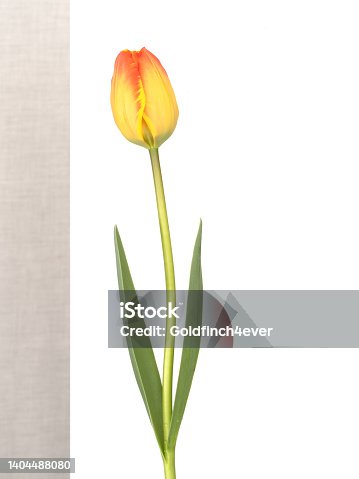 istock Red and yellow tulip flower with leaves closeup and isolated on white. 1404488080