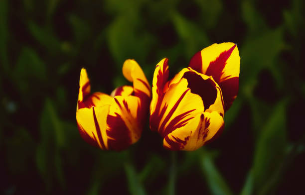 Red and Yellow Tulips stock photo