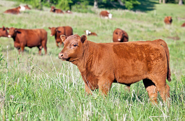 Red Angus bull calf "Profile image of a red angus bull calf, free range grazing.  Additional cattle in the background." beef cattle stock pictures, royalty-free photos & images