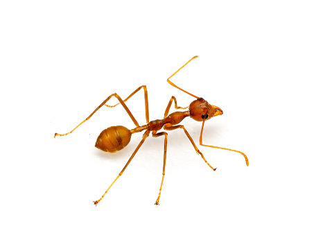 赤アリは白い背景で隔離 アリのストックフォトや画像を多数ご用意 Istock