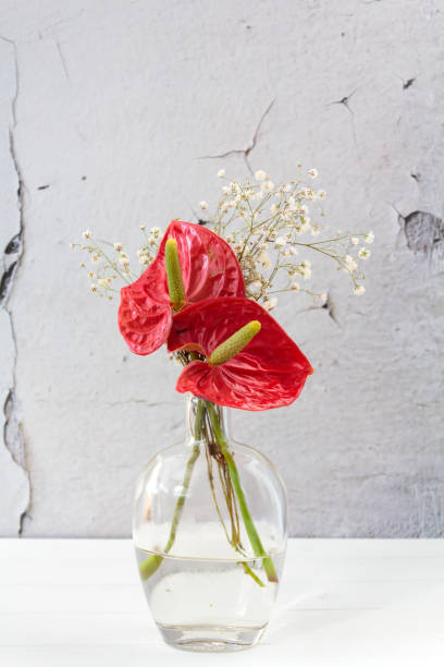 Red Anthurium flower on glass jar stock photo