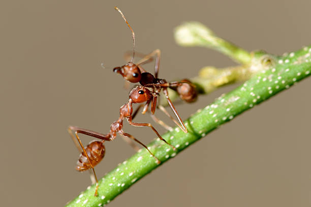 Red Ants carry friend stock photo