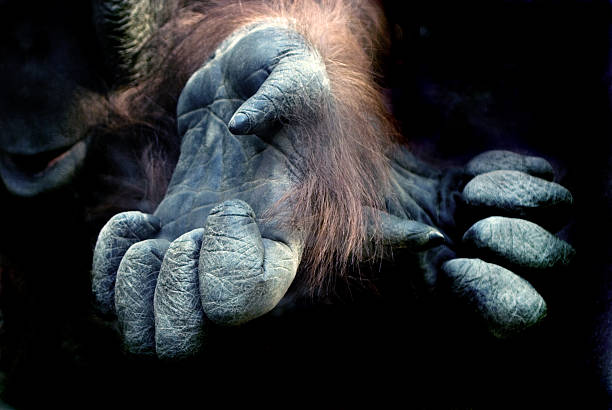 Orangutan Hand Stock Photos Pictures Royalty Free Orangutan Hand Stock Photos Pictures Royalty Free