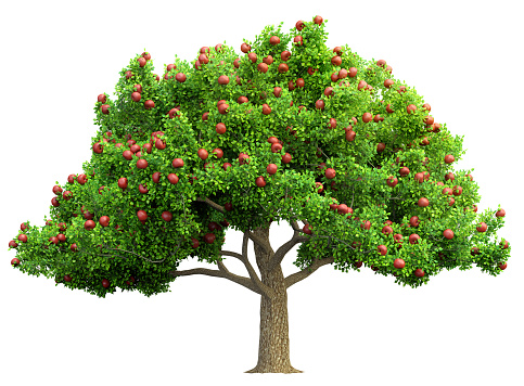 red apple tree isolated 3D illustration