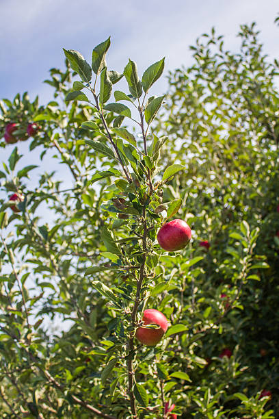Red Apples on a Branch stock photo