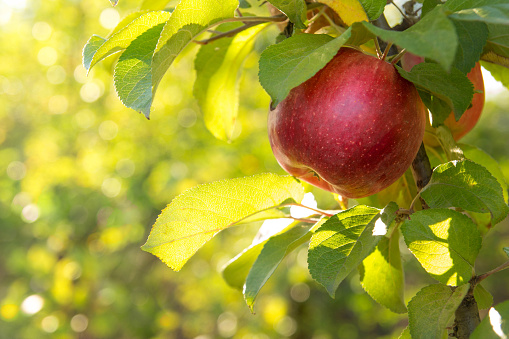 red apples on branch in an orchard at harvest time. Two ripe apples are in the foreground with defocused background.