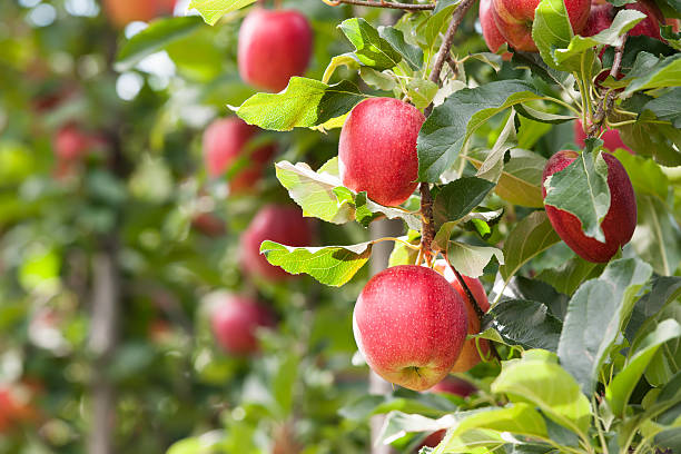 Red Apples Red Gala apples, hanging in a tree. apple orchard stock pictures, royalty-free photos & images