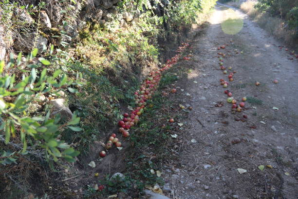 Red apples spilled by the roadside in autumn stock photo