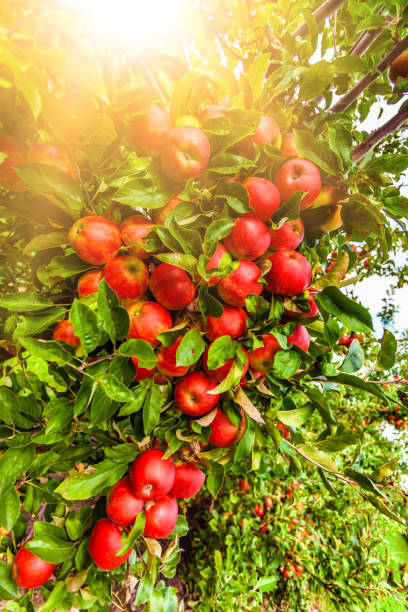 Red Apples with sun stock photo