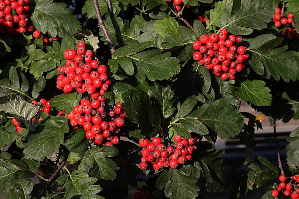 Red autumn berries of Swedish whitebeam Sorbus intermedia stock photo