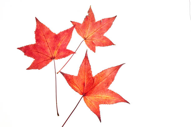 Red autumn liquidambar or maple leaves isolated on white background, clipping path stock photo