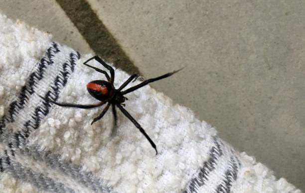 Red Back Spider on the Kitchen Floor. stock photo
