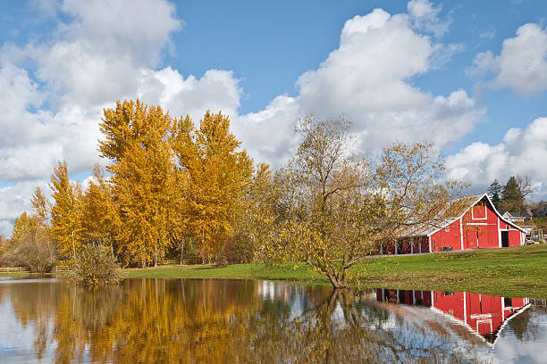 Red Barn and Fall Colors Reflected in a Pond This well preserved barn is said to be over 100 years old. Here it is shown on a colorful fall day. The historic barn sits on a small farm in Edgewood, Washington State, USA. jeff goulden barn stock pictures, royalty-free photos & images