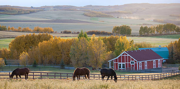 red barn and horses on the prairie - häst jordbruk bildbanksfoton och bilder
