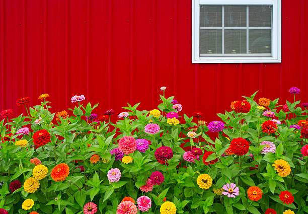 Red Barn and Zinnias Colorful Zinnias grow in front of a bright red barn. Perfect image for Summer or Fall project. Copy Space at top left of image. zinnia stock pictures, royalty-free photos & images