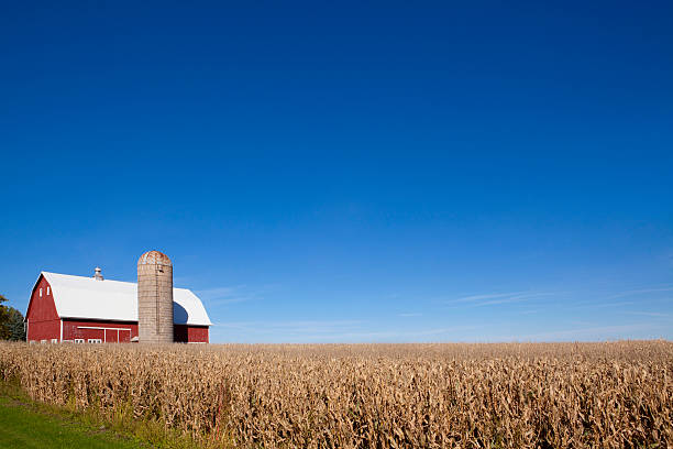 Red Barn, Silo and Corn Field stock photo