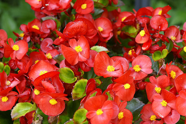 Red begonias stock photo