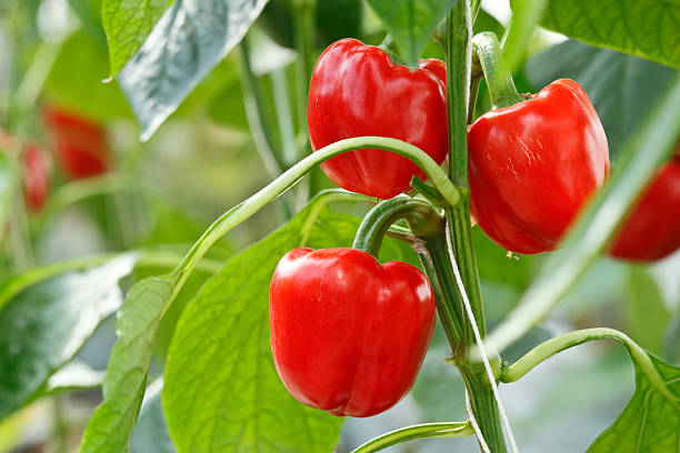 Red bell pepper stock photo