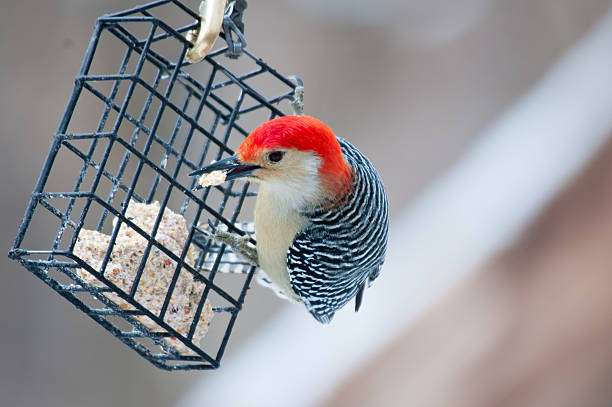 Red bellied woodpecker on winter feeder stock photo