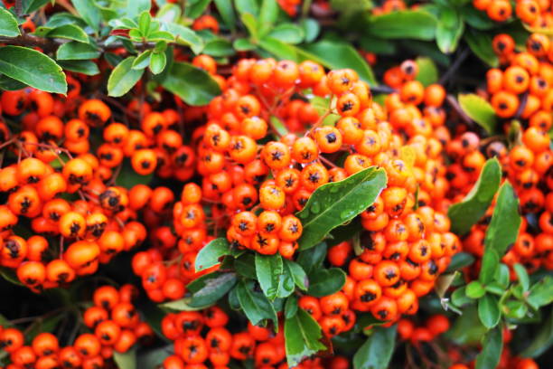 Red berries1 stock photo