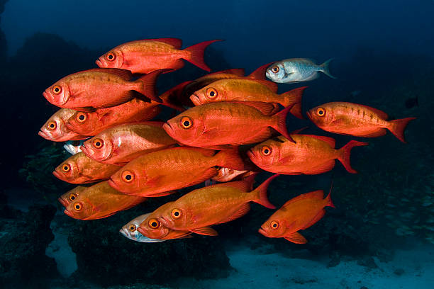 Red Big eye fishes stock photo