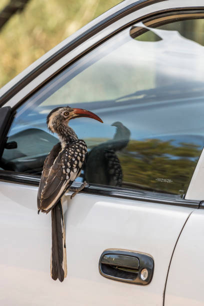 Red Billed Hornbill on a Car Door stock photo