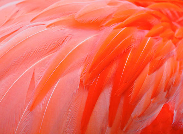 Red bird feather stock photo