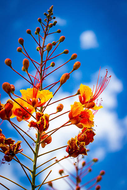 Red Bird of Paradise on blue stock photo