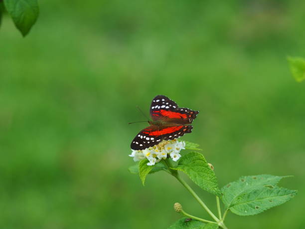 Red black butterfly on top of white flower stock photo