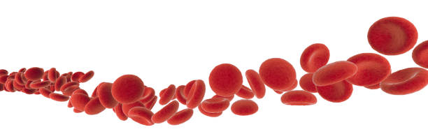 red blood cells flowing on white stock photo
