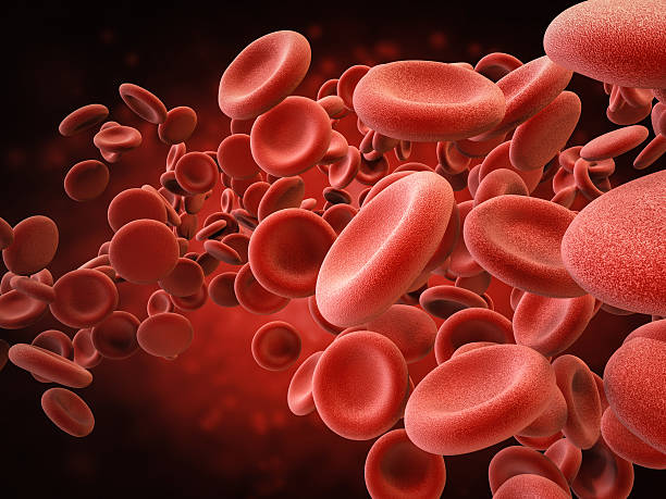 red blood cells in vein stock photo