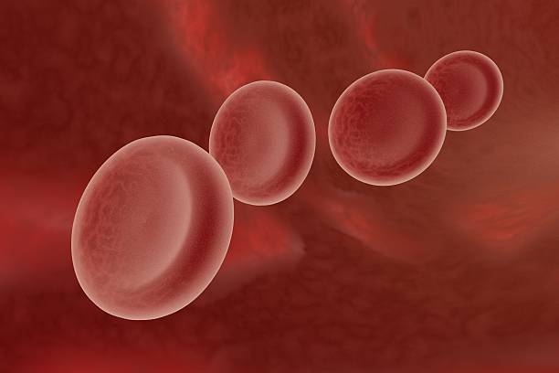 Red blood cells stock photo
