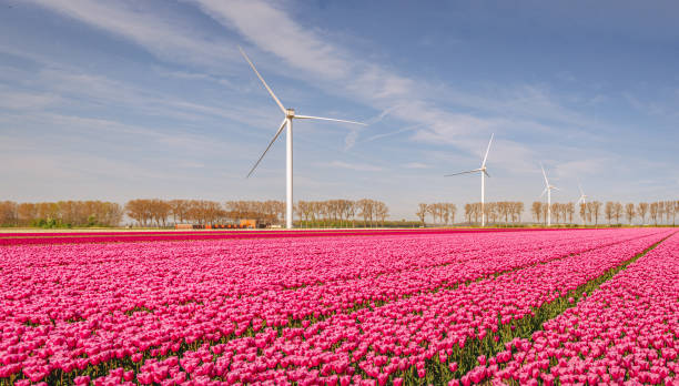 tulipes rouges, éoliennes et ciel bleu - transition énergétique photos et images de collection