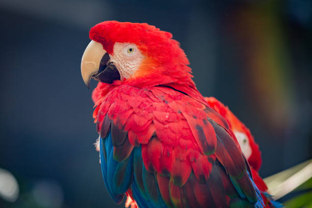 Red Blue Scarlet Macaw stock photo