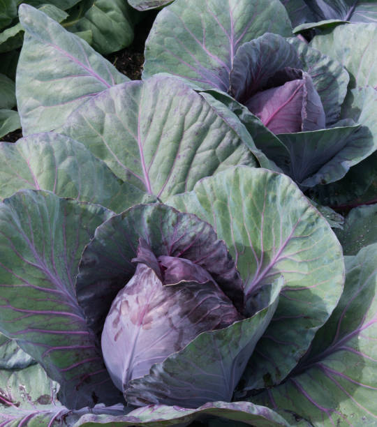 Red Cabbage stock photo