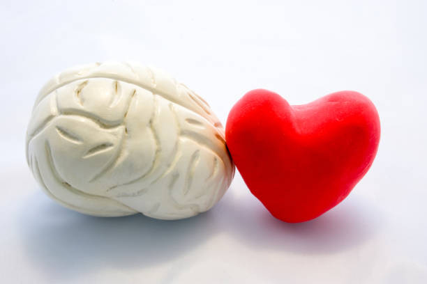 Red card heart shape and figure of human brain standing next to next to each other on white background. Connection heart and brain in couple or choice for who to follow, or their interaction in body Red card heart shape and figure of human brain standing next to next to each other on white background. Connection heart and brain in couple or choice for who to follow, or their interaction in body vagus nerve stock pictures, royalty-free photos & images