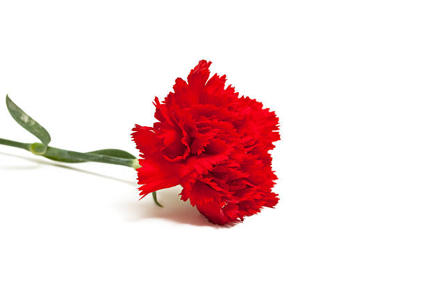 red carnation stock photo